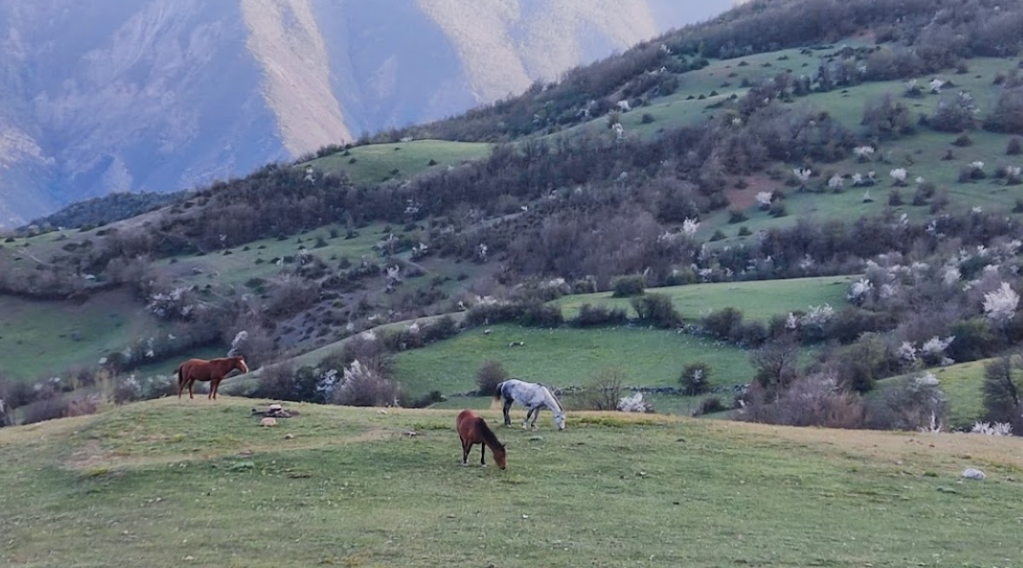 تصویر روستا
